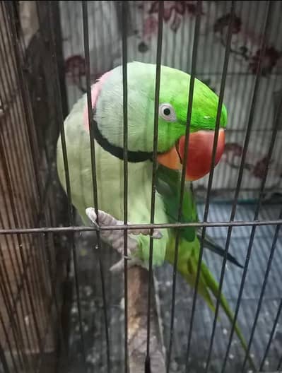 best takling bird for kids