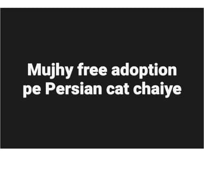 I want free persian cat