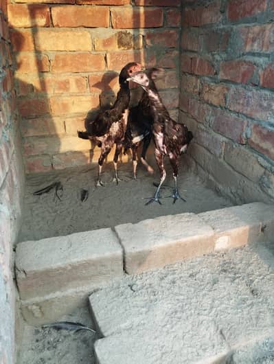 pathiyan urgent sale