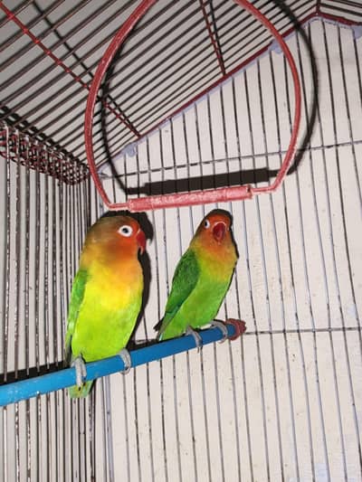 asutralian parrots nd love birds
