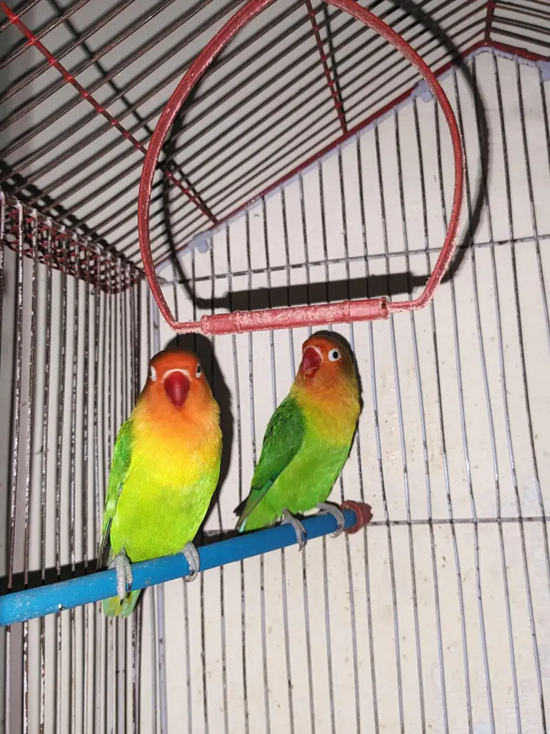 asutralian parrots nd love birds — photo 2