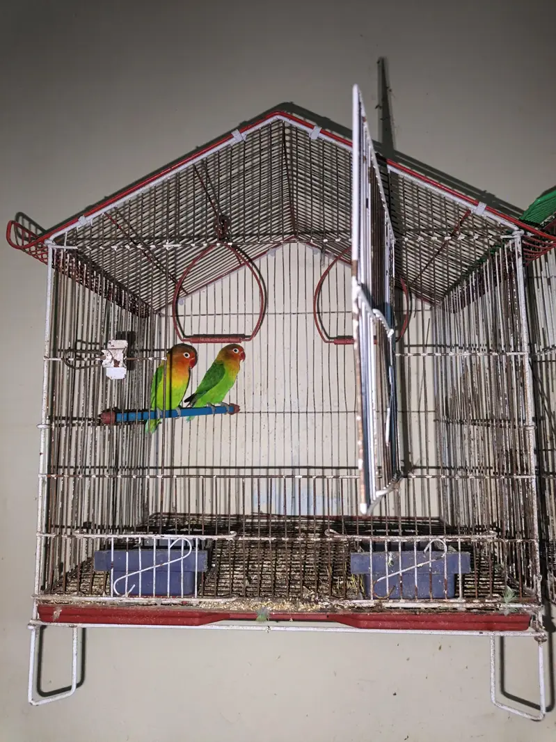 asutralian parrots nd love birds — photo 3