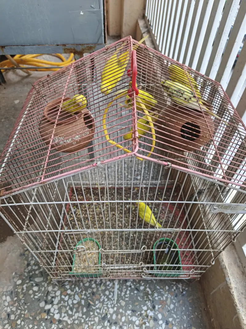 asutralian parrots nd love birds — photo 5