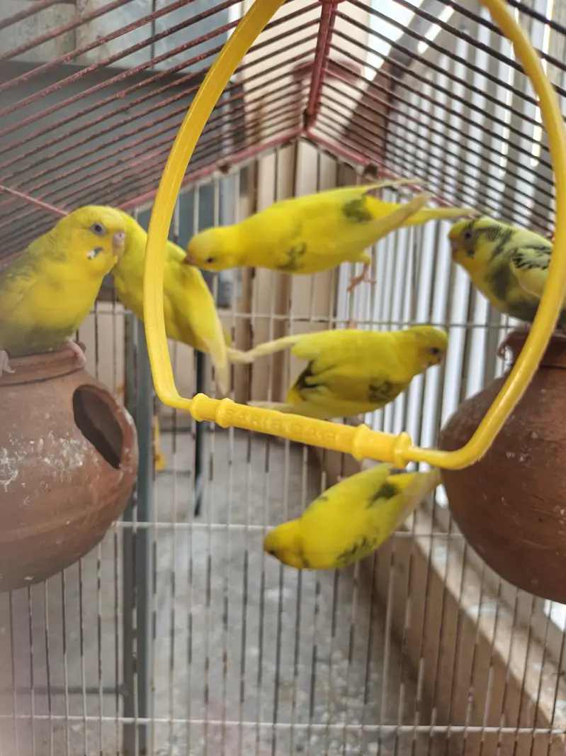 asutralian parrots nd love birds — photo 6