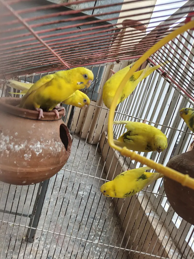 asutralian parrots nd love birds — photo 7
