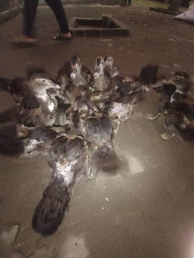 Muscovy ducks chicks