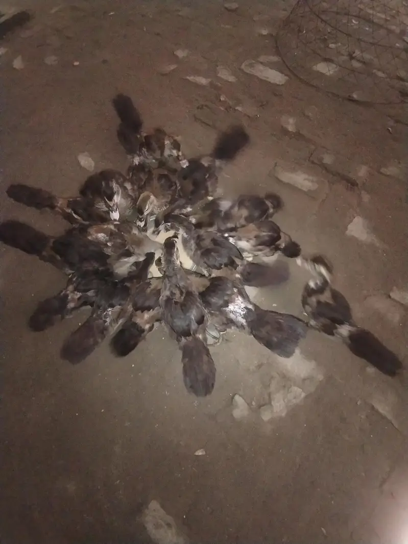 Muscovy ducks chicks — photo 2