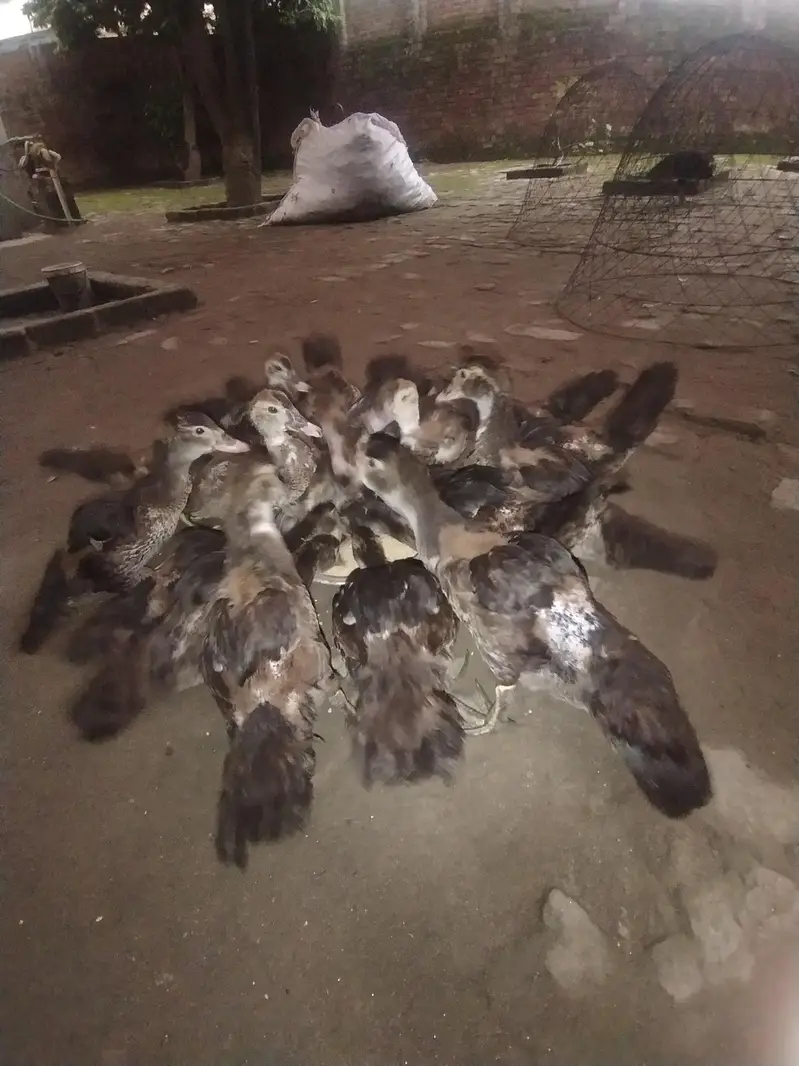 Muscovy ducks chicks — photo 3