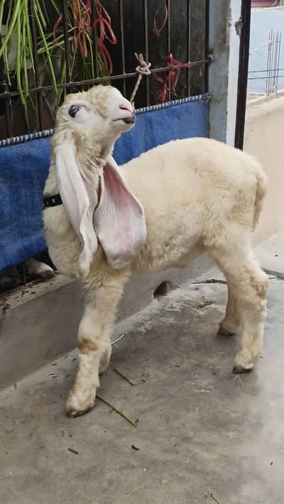 dumba white sarghoda kajla