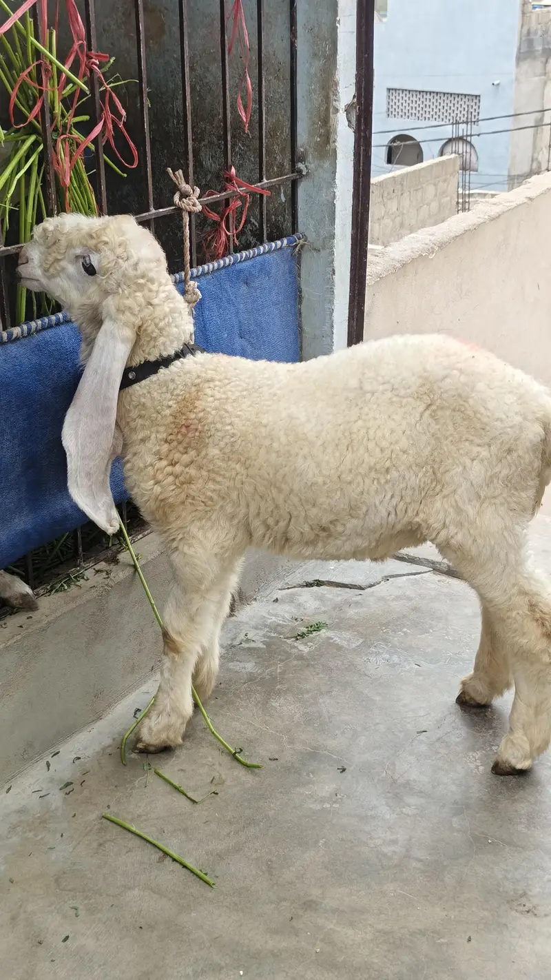 dumba white sarghoda kajla — photo 2