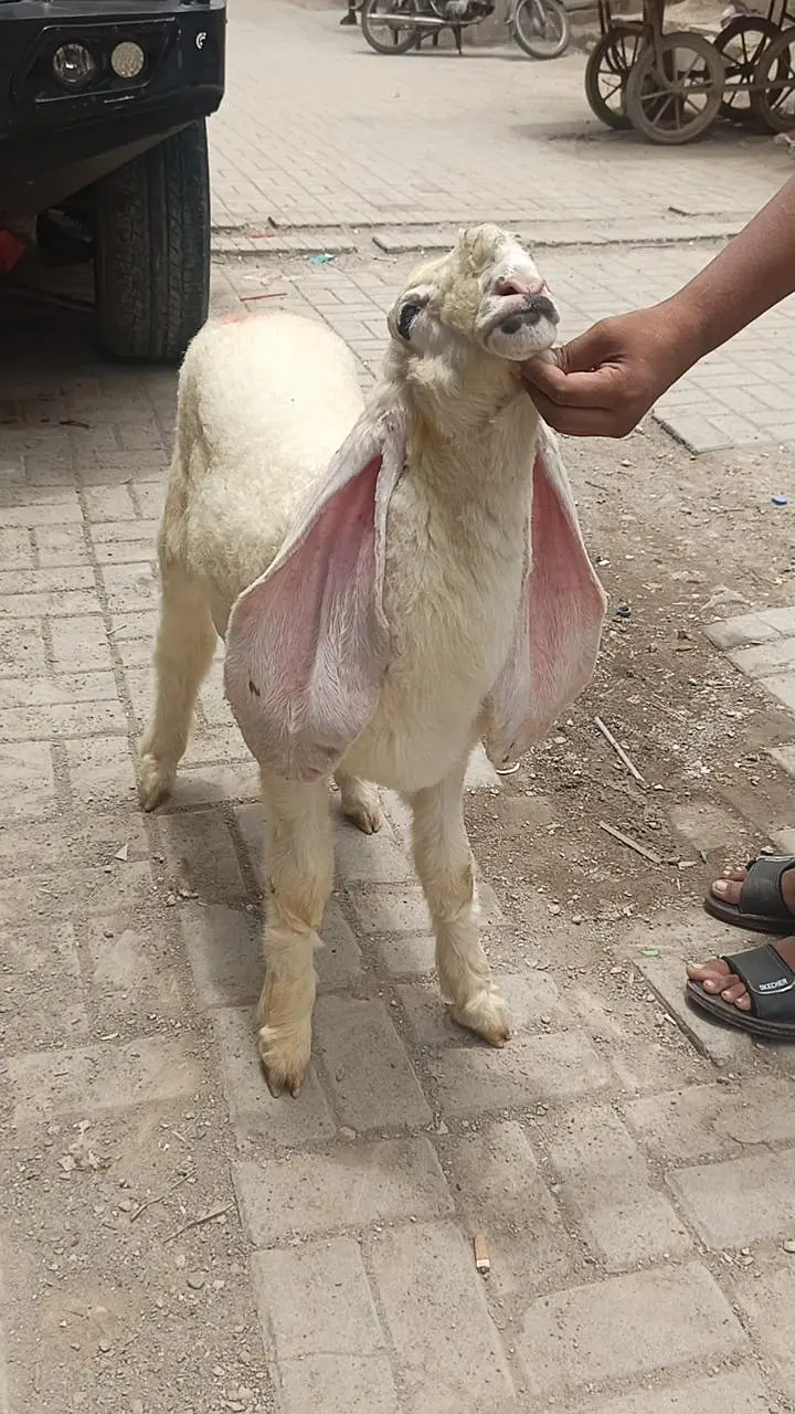 dumba white sarghoda kajla — photo 3