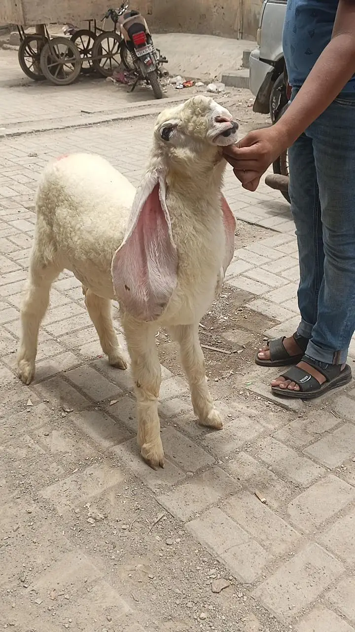 dumba white sarghoda kajla — photo 4