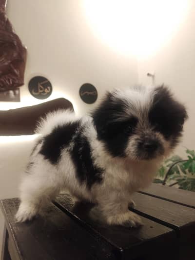 tricolour Pomeranian female puppy