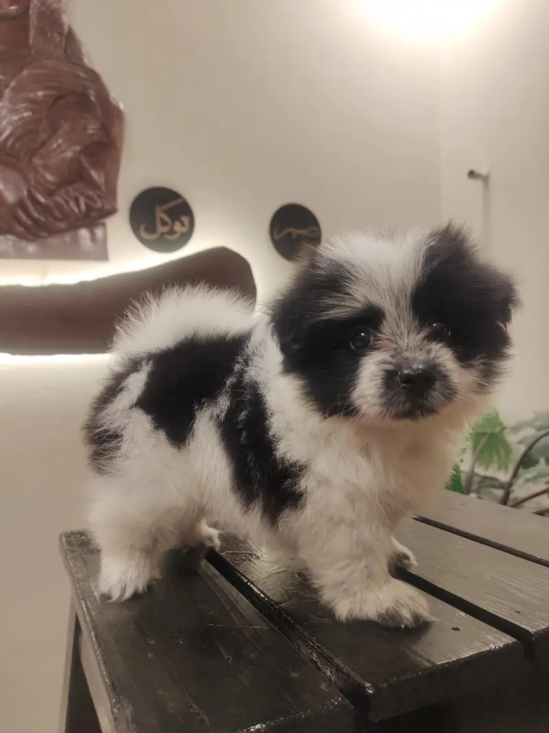tricolour Pomeranian female puppy — photo 2