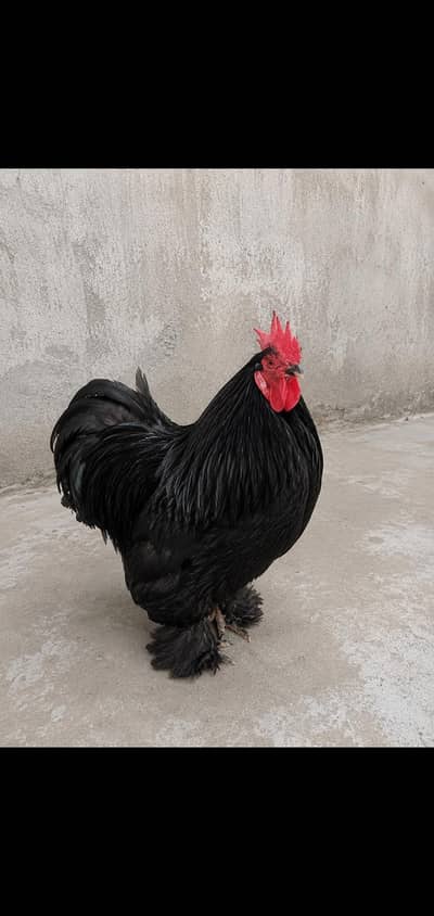 Fancy Bantam Murgha Murghi Jora | Healthy Breeding Pair