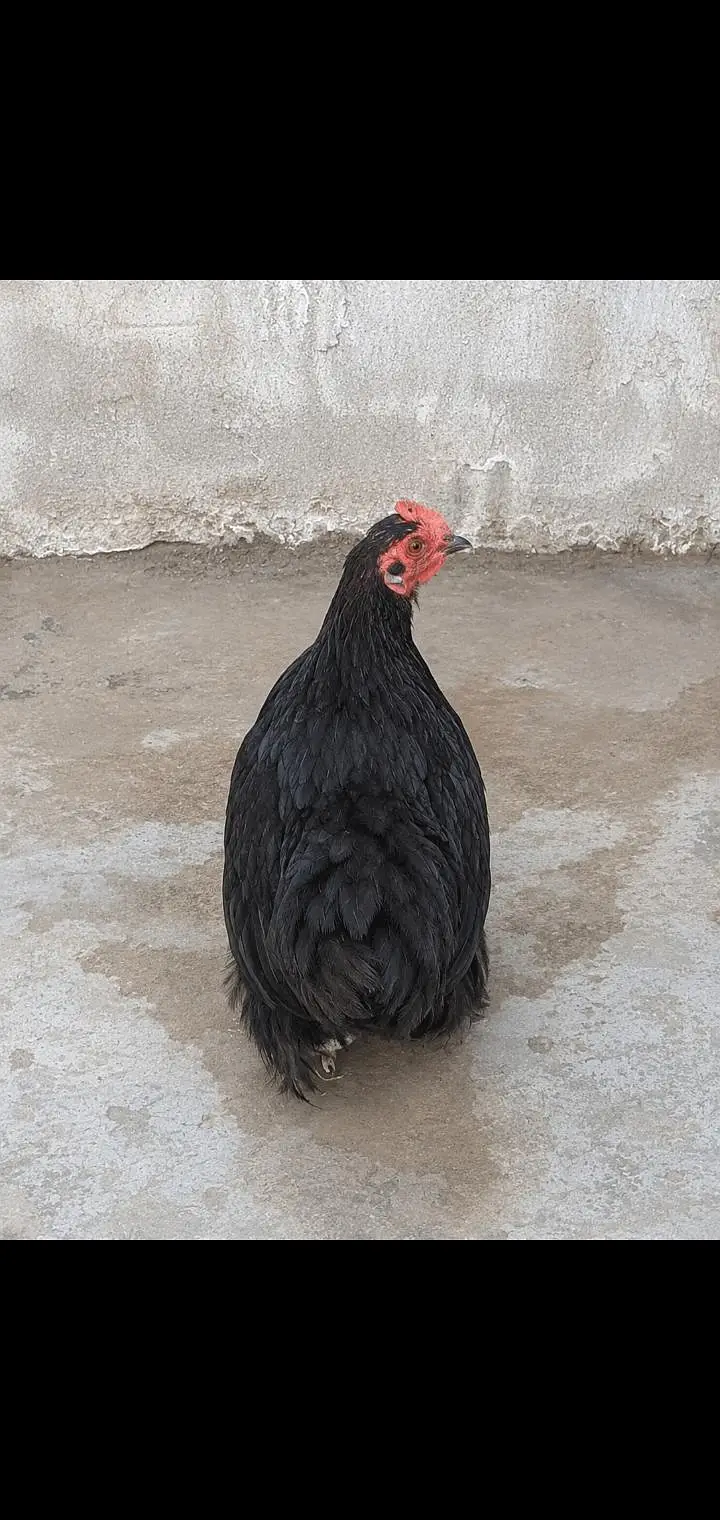 Fancy Bantam Murgha Murghi Jora | Healthy Breeding Pair — photo 2
