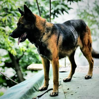 DDR  working line  GERMAN SHEPHERED  puppies for sale
