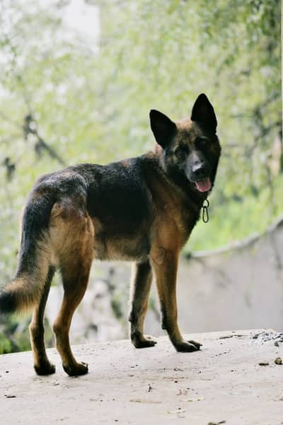 DDR  working line  GERMAN SHEPHERED  puppies for sale