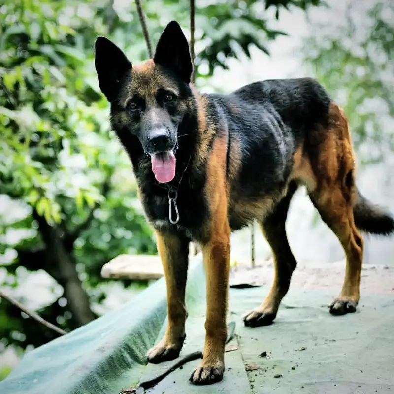 DDR  working line  GERMAN SHEPHERED  puppies for sale — photo 3