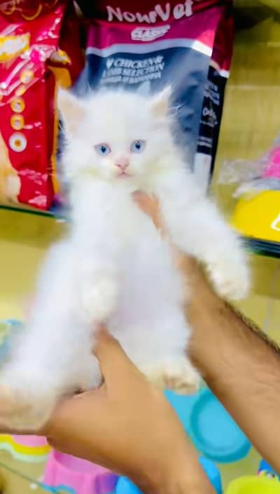 pure Persian cats vaccinated and healthy active WhatsApp/0344/6895398/