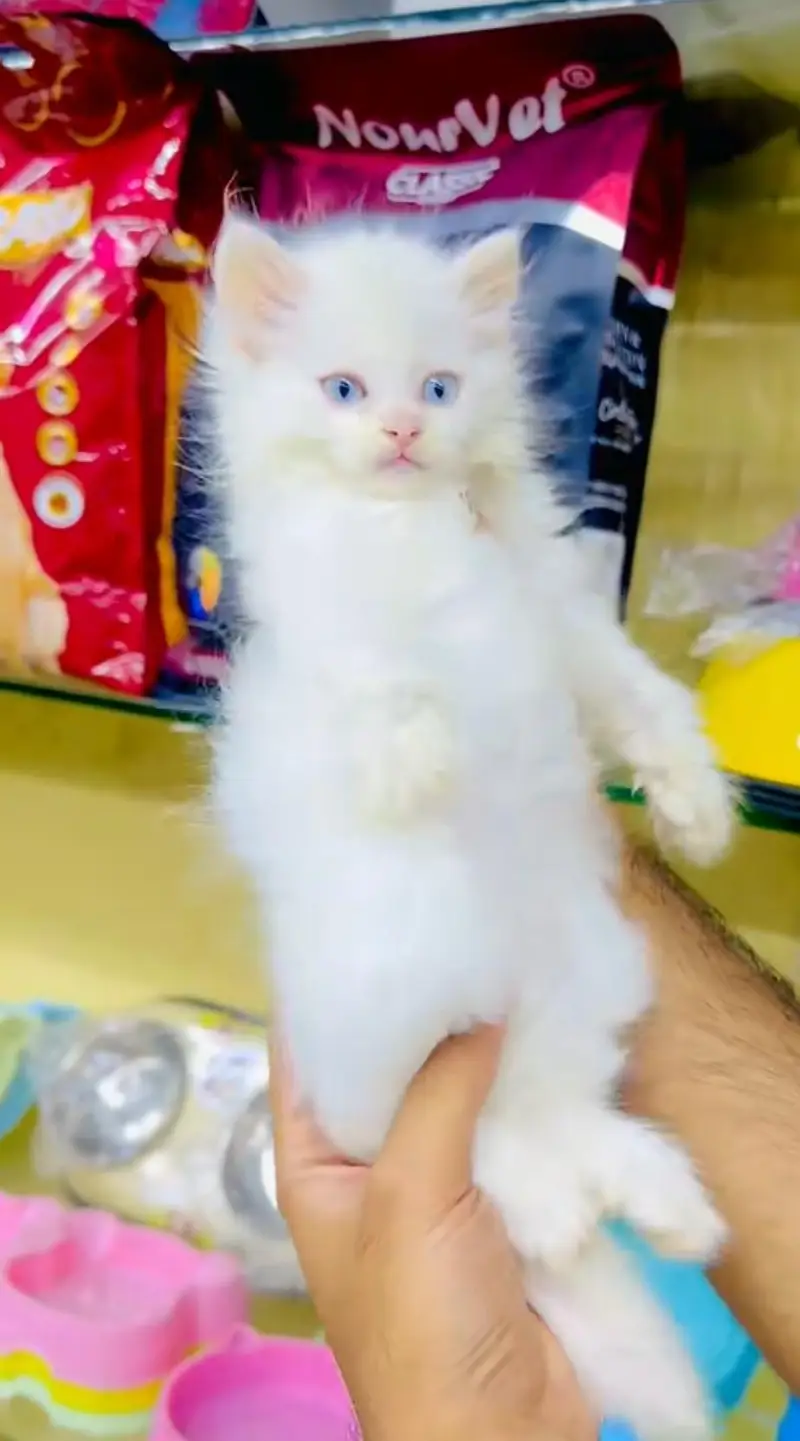 pure Persian cats vaccinated and healthy active WhatsApp/0344/6895398/ — photo 2