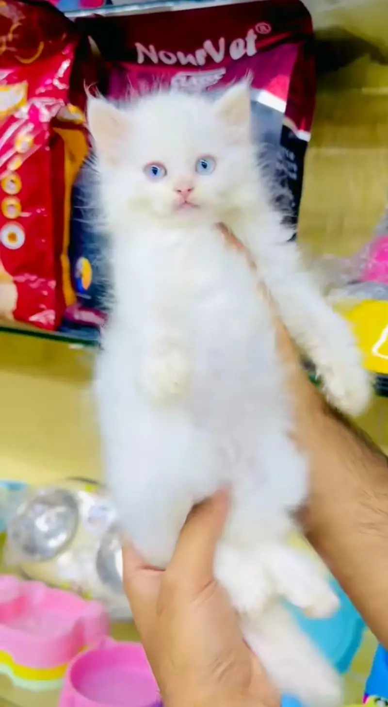 pure Persian cats vaccinated and healthy active WhatsApp/0344/6895398/ — photo 3