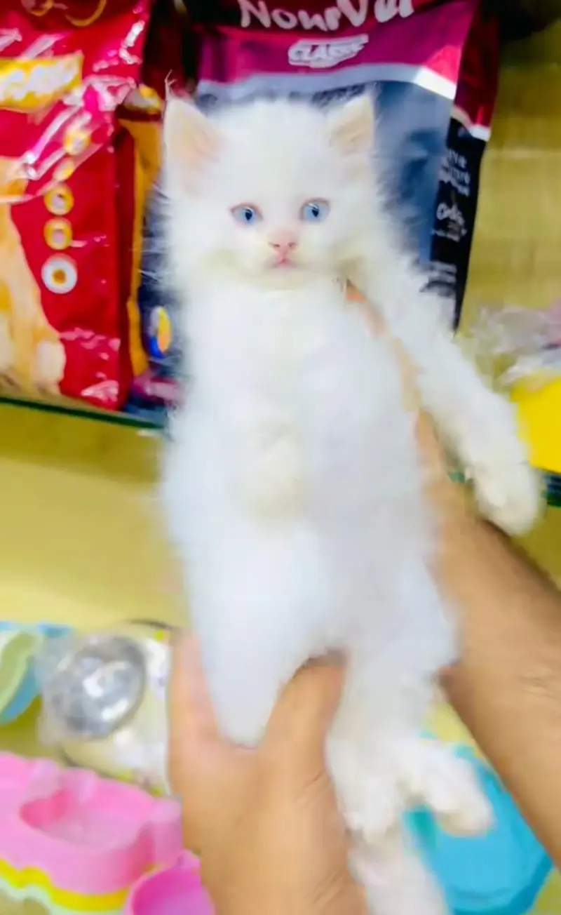 pure Persian cats vaccinated and healthy active WhatsApp/0344/6895398/ — photo 4