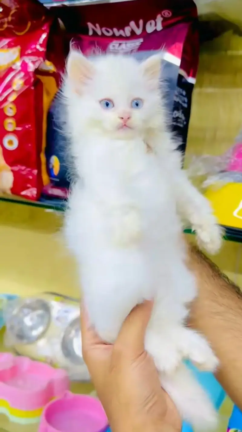pure Persian cats vaccinated and healthy active WhatsApp/0344/6895398/ — photo 5