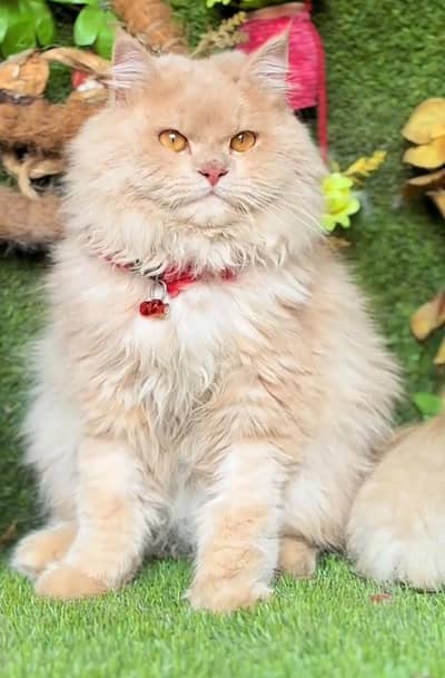 Persian cat  triple coat Punch face vaccinated letter train