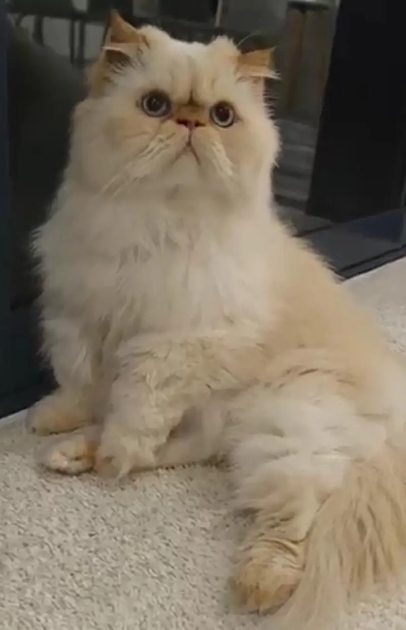 Persian cat  triple coat Punch face vaccinated letter train — photo 2