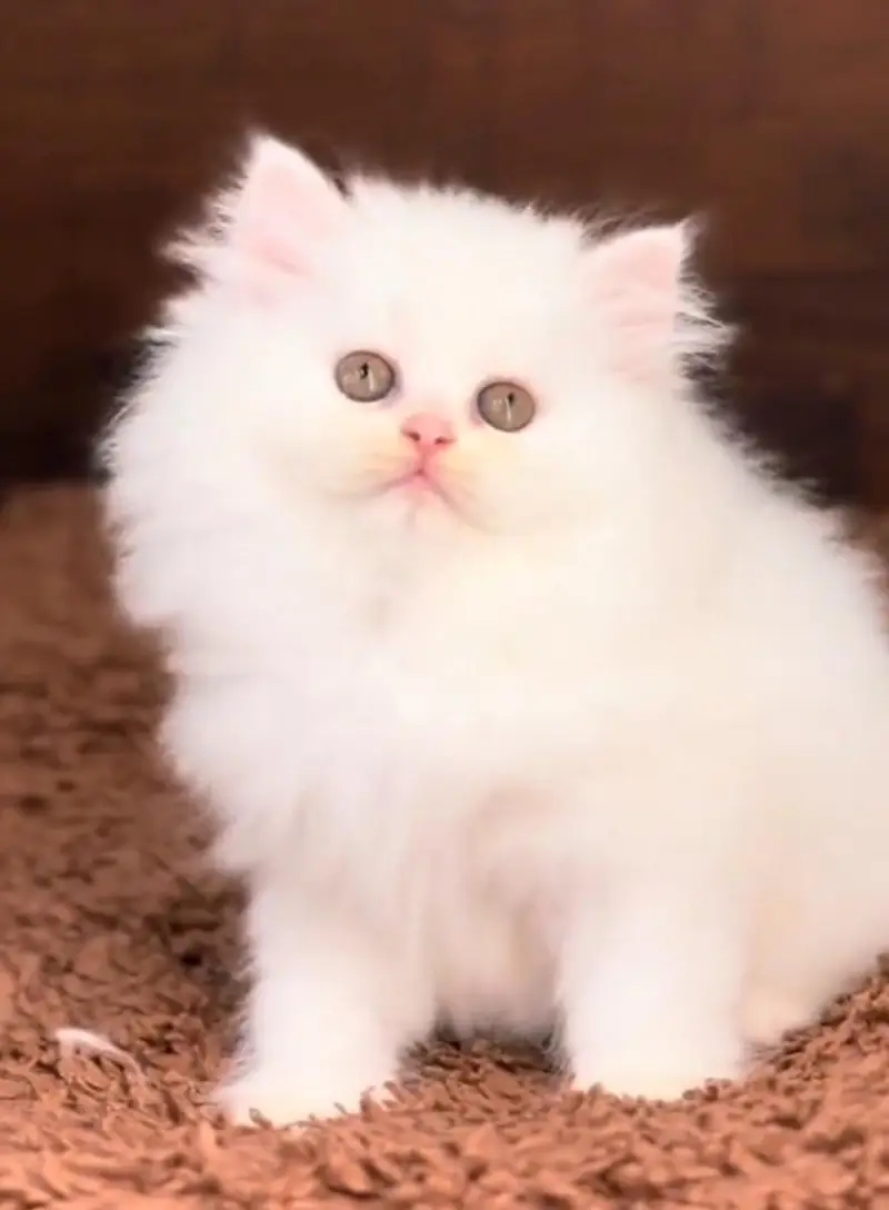 Persian cat  triple coat Punch face vaccinated letter train — photo 3