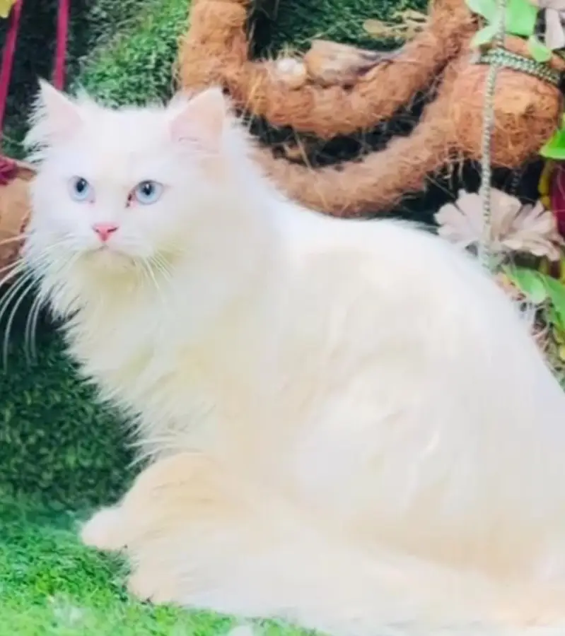 Persian cat  triple coat Punch face vaccinated letter train — photo 4