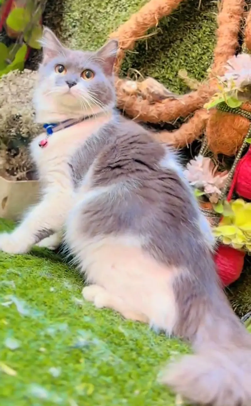 Persian cat  triple coat Punch face vaccinated letter train — photo 5