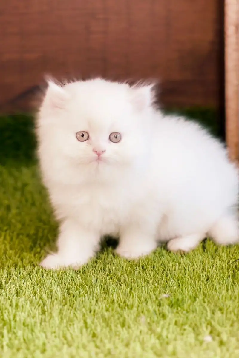 Persian cat  triple coat Punch face vaccinated letter train — photo 6
