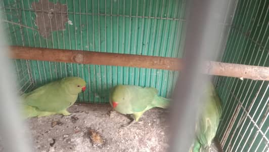 2 adult female 1 male 4 month ka hai