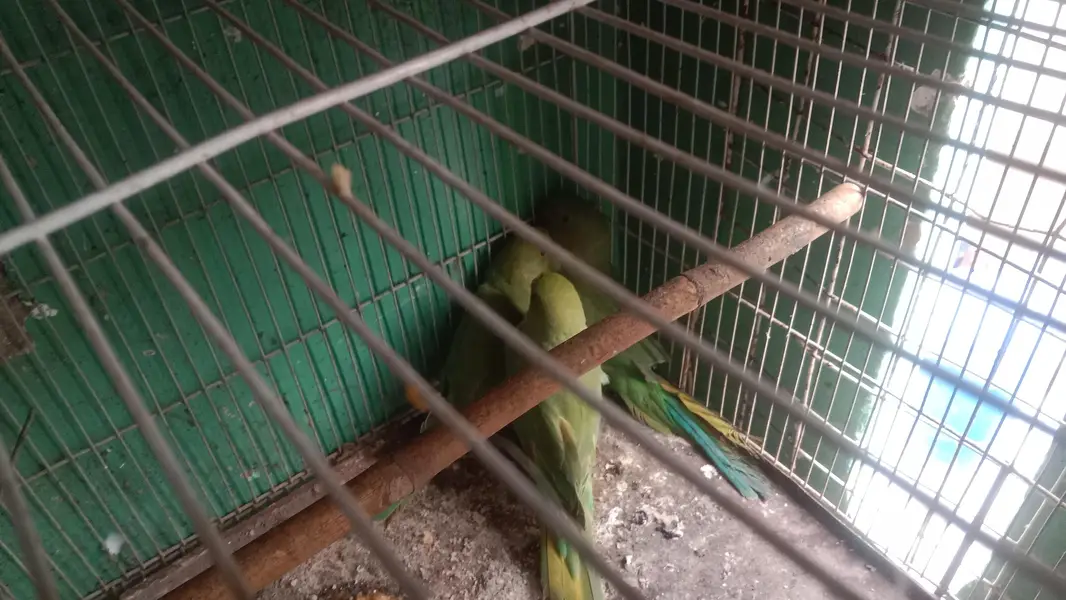 2 adult female 1 male 4 month ka hai — photo 2