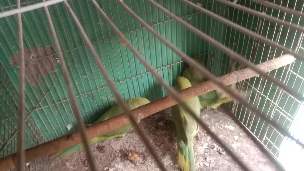 2 adult female 1 male 4 month ka hai — photo 3