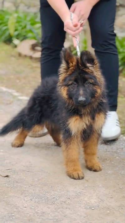 German shepherd puppies argent for sale
