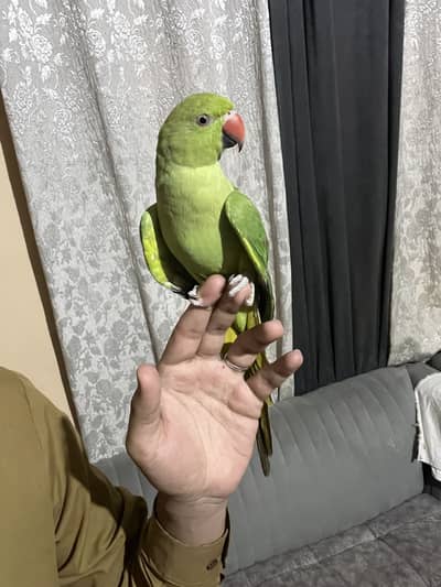 Tamed parrots with cage