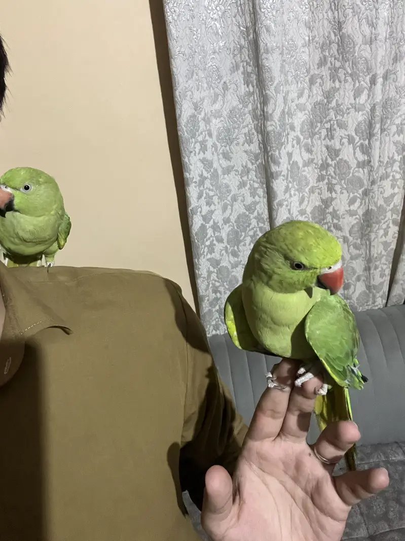 Tamed parrots with cage — photo 2