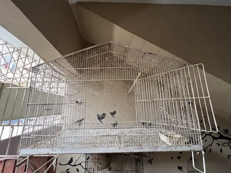 Tamed parrots with cage — photo 3