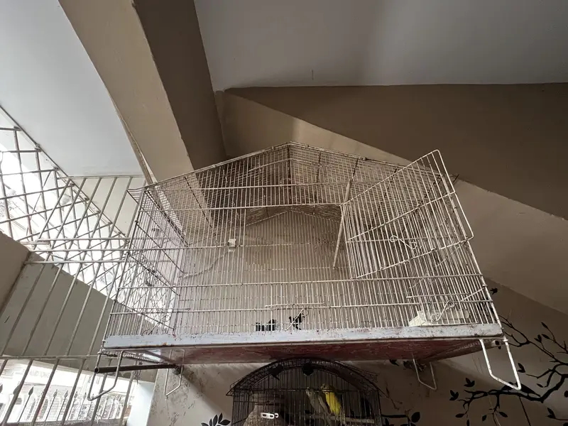 Tamed parrots with cage — photo 4