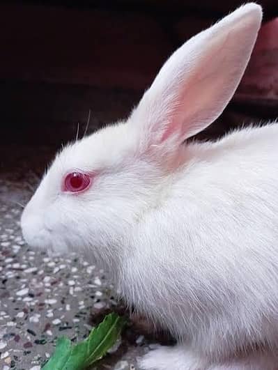 Red albino FAISALAbad