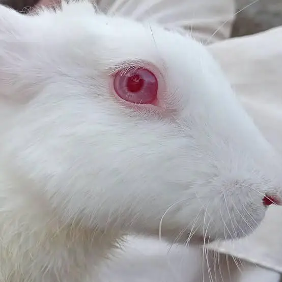 Red albino FAISALAbad — photo 2