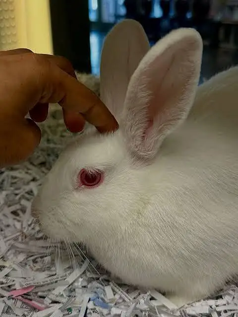 Red albino FAISALAbad — photo 3