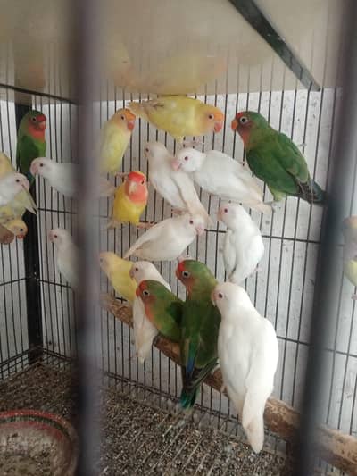 Albino creamino decino latino
