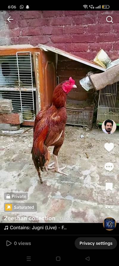 Aseel murga for sale
