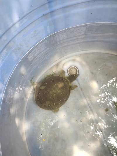 Adult Indian Flagshell Turtle for sale