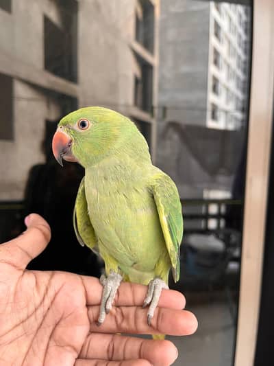 Female Ringneck parrot available for sale fully Hand tame