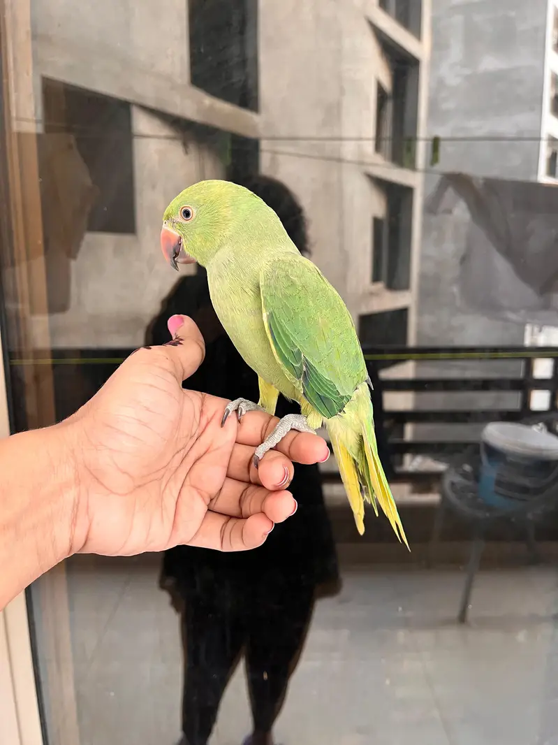 Female Ringneck parrot available for sale fully Hand tame — photo 2